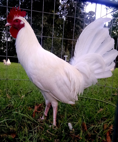 Inicio El Semental Ver fotos de gallos de pelea del mundo. inicio el semental
